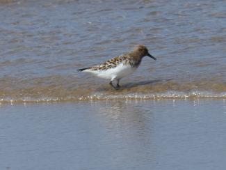 Sanderling - summer