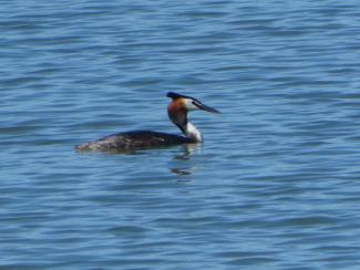 Grebe, Great Crested