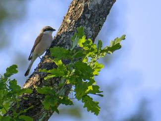 red backed shrike
