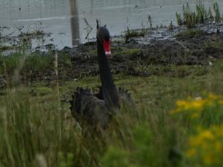 Swan, Black