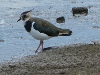 Lapwing
