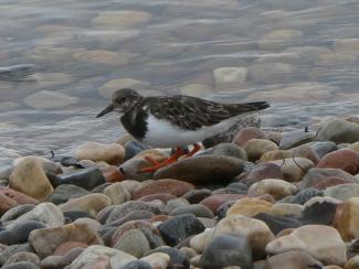 Turnstone