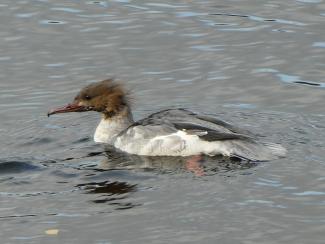 Goosander female