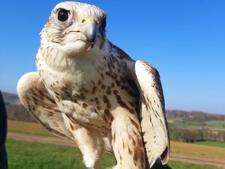 Saker Falcon