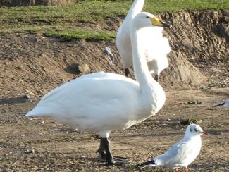 Swan, Whooper