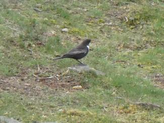 Ring Ouzel