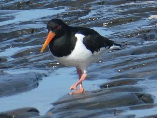 Oystercatcher