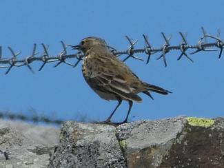 Pipit, Rock