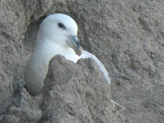 Fular Chick