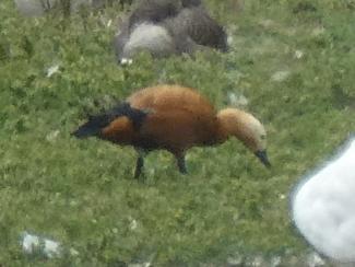 Shelduck, Ruddy