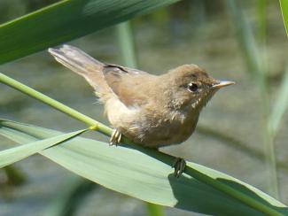 Warbler, Reed