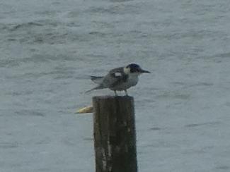 Black Tern (juv)