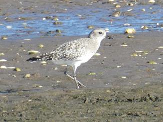 Plover, Grey