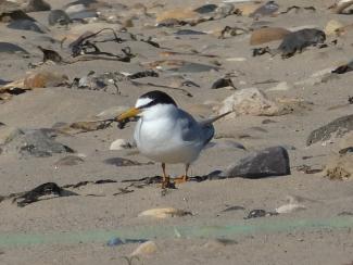 Tern, Little
