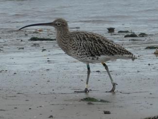 Curlew