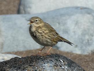 Pipit, Meadow