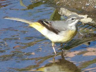 Grey Wagtail (!st winter/ non breeding)