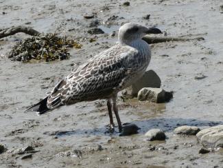 Juvenile Great Black Backed Gull