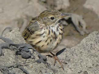 Pipit, Meadow