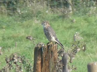 Merlin