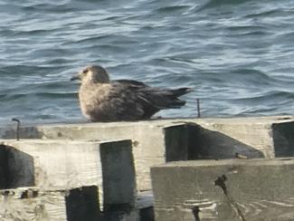 Skua, Great - "Bonxie"