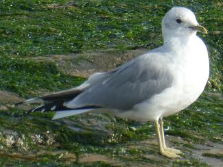Gull, Common