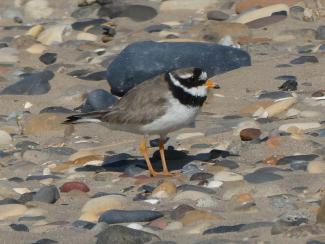 Plover, Ringed