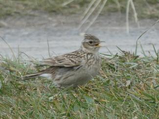 Skylark