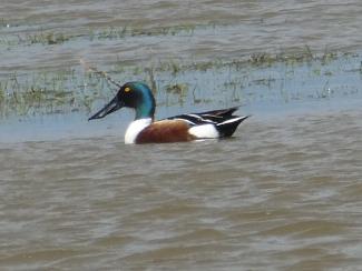 Male Shoveler