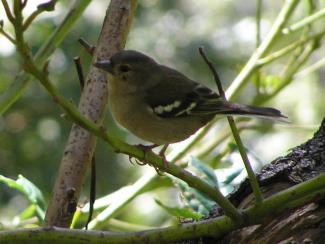 Chaffinch, Madeira