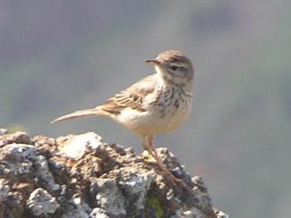 Pipit, Berethelot's