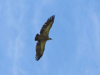 Vulture, Griffon