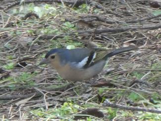 Chaffinch, Gran Canaria