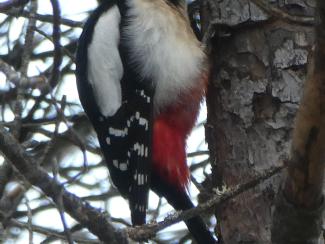 Woodpecker, Greater Spotted, Gran Canaria