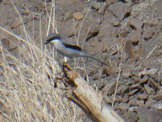 Shrike, Gret Grey, Canary Islands