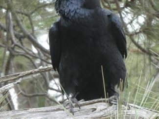 Raven, Canary Islands