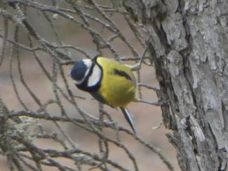 Blue Tit, African, Gran Canaria
