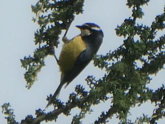 Blue Tit, African, Gran Canaria