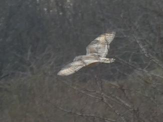 Owl, Short eared