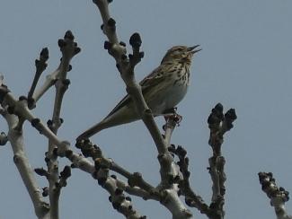 Pipit, Tree