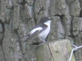 Flycatcher, Pied