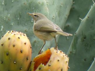 Chiffchaff, Canary Islands