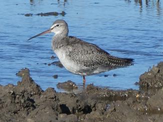 Redshank, Spotted