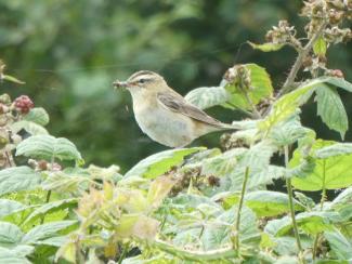 Warbler, Sedge