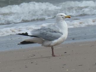 Gull, Herring - adult breeding