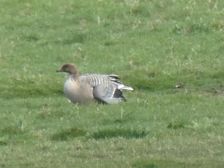 Goose, Pink footed