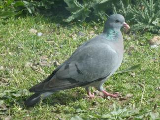 Dove, Stock