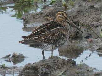 Snipe