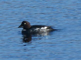 Goldeneye - f