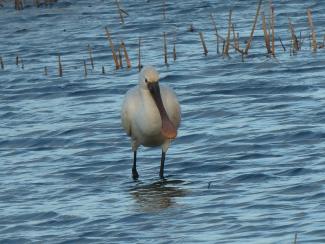 Spoonbill, Eurasian